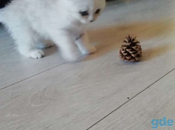 Котята, фотография 2