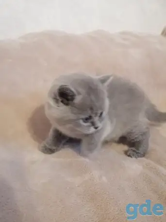 Котята Британские, фотография 10