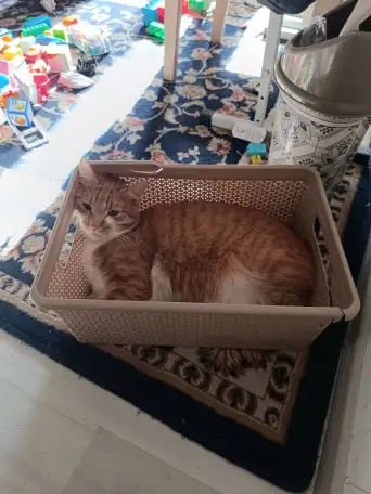 Кот Рыжик 4 года, домашний, фотография 5