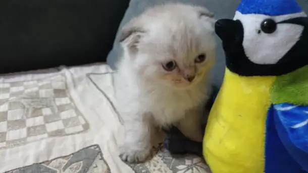 Шотландские котята, фотография 2
