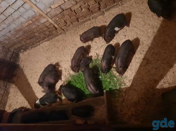 Продам  вьетнамских поросят, фотография 2