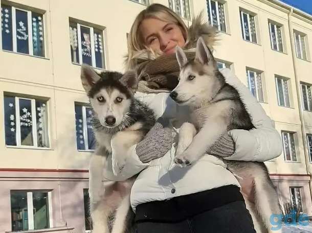 Продаются щенки хаски, фотография 11