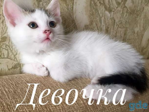 Очаровательная девочка ищет ДОМ!, фотография 1