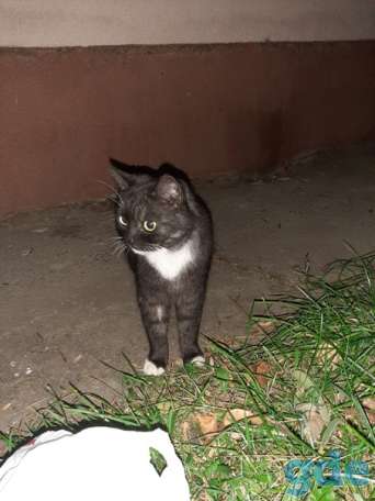 Котик ищет дом, фотография 1