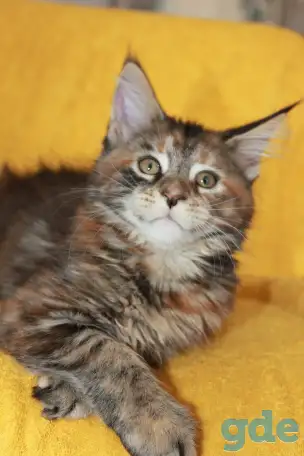 5 Котенок Мейн кун, фотография 3