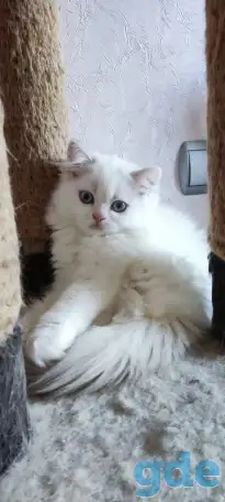Шотландские котята с голубыми глазами, фотография 2