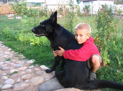 черный щенок немецкой овчарки, фотография 9