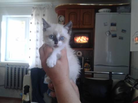 отдам трехцветную сиамскую кошечку, фотография 1