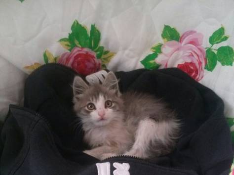 Отдам котенка в хорошие руки, фотография 1