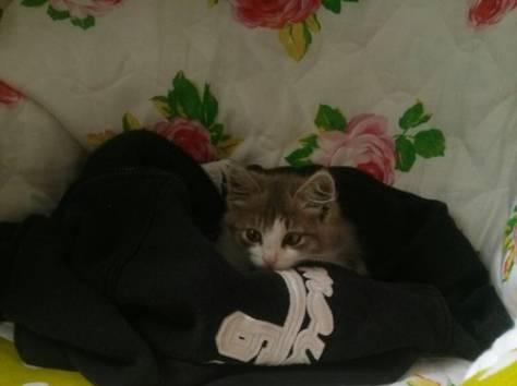 Отдам котенка в хорошие руки, фотография 2