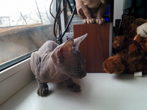 Котята канадского сфинкса, фотография 4