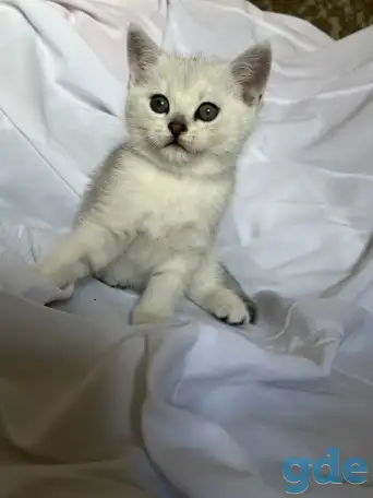 Британские котята окрас серебристая шиншилла, фотография 6