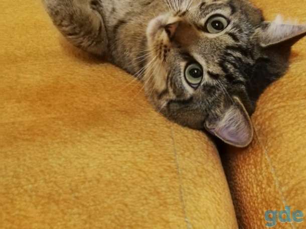 Котик Пуська ищет дом!, фотография 1