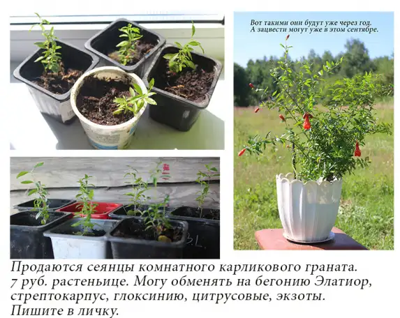 Пролам сеянцы комнатного карликового граната, фотография 1