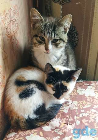 Двое милых игривых котят ищут добрых хозяев, фотография 2