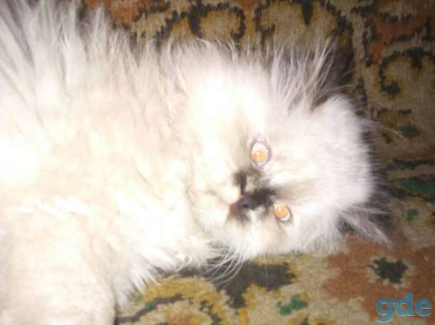 персидские котята, фотография 9