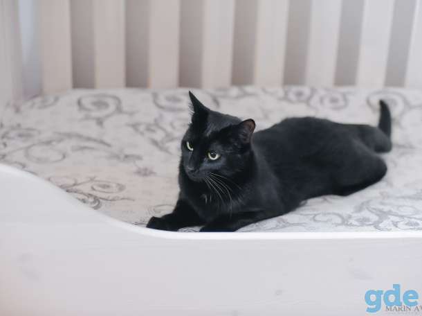 Молодой черный кот ищет свое счастье!, фотография 5
