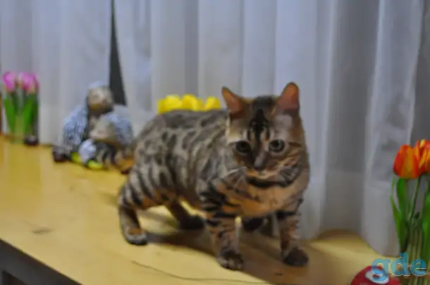 Бенгальская кошечка, фотография 1