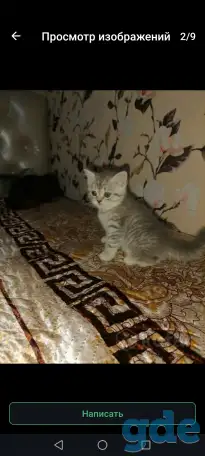 Продам шотландских котят.Скотиш фонд (серебристая шиншилла ).Побробное описание в лс., фотография 2