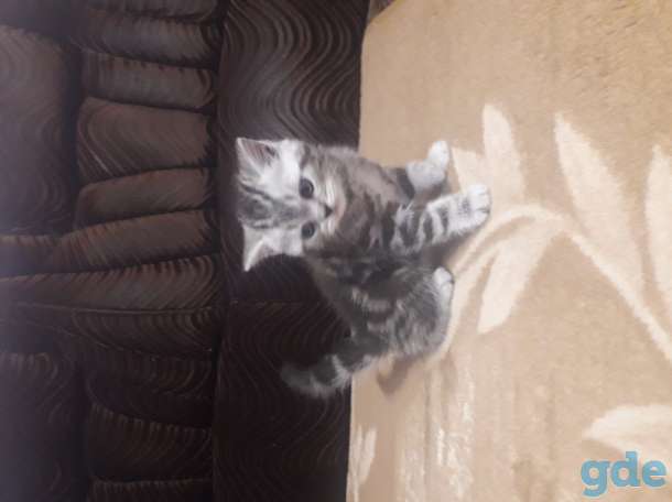 Продам котят, фотография 3