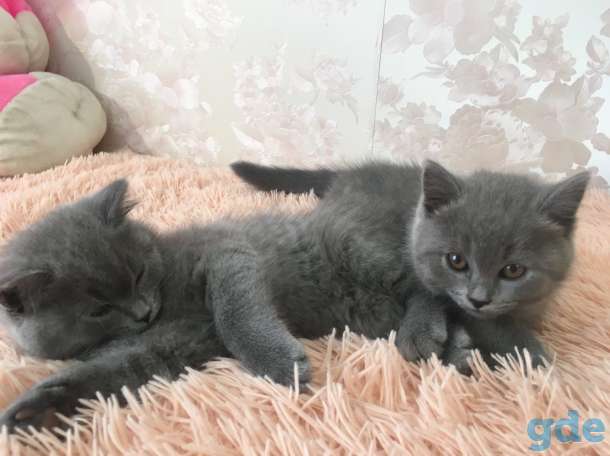 Продам 2 девочки британки возраст, фотография 1