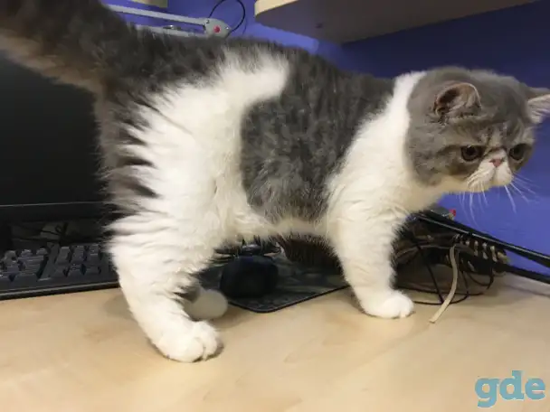 Экзотические короткошёрстные котята, фотография 9