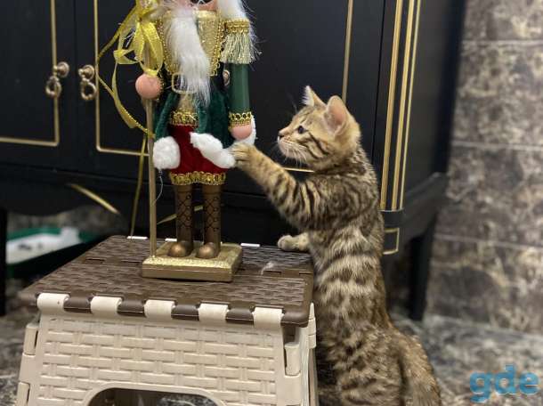 Котята бенгальские, фотография 2