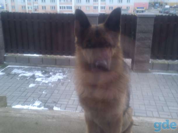 Пропала собака, фотография 1