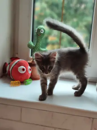 Котята в дар, фотография 8
