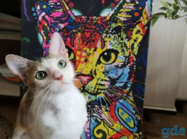 Кошка Басти, фотография 1