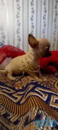 Чихуахуа мини девочка щеночек, фотография 1
