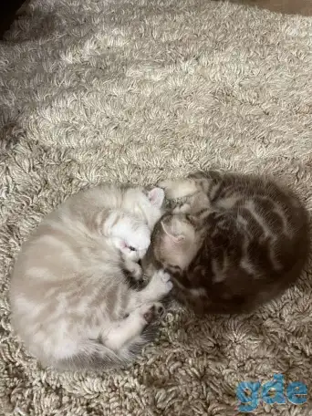Шотландские мальчик скоттиш страйт и девочка скоттиш фолд, фотография 8