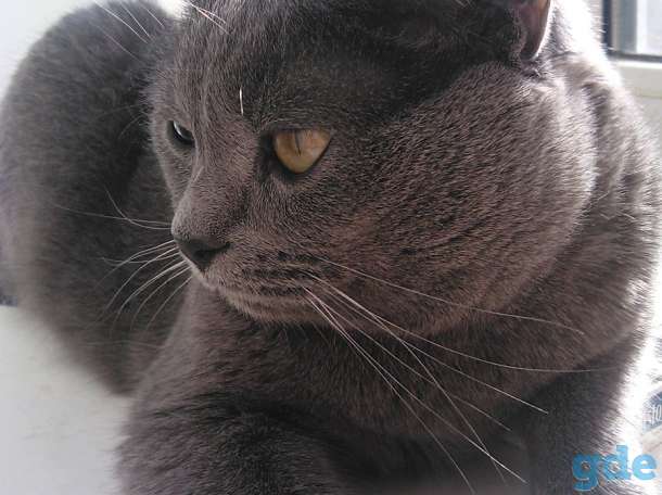 Отдам котика в хорошие руки, фотография 2