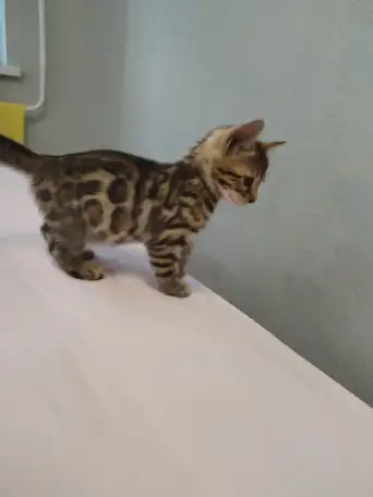 Продам бенгальского котенка,  девочка,  2мес., фотография 1