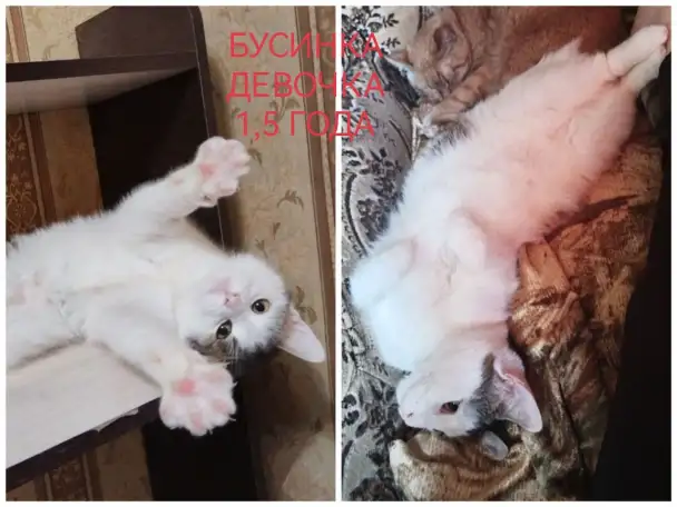 ПОЖАЛУЙСТА, НЕ ПРОХОДИТЕ МИМО!!!, фотография 6