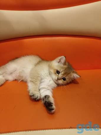 Шотландские котята, фотография 2