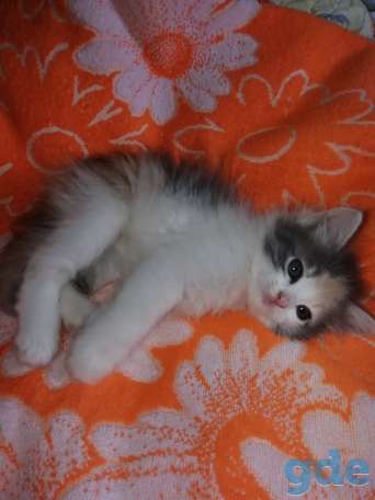 Котята, фотография 5