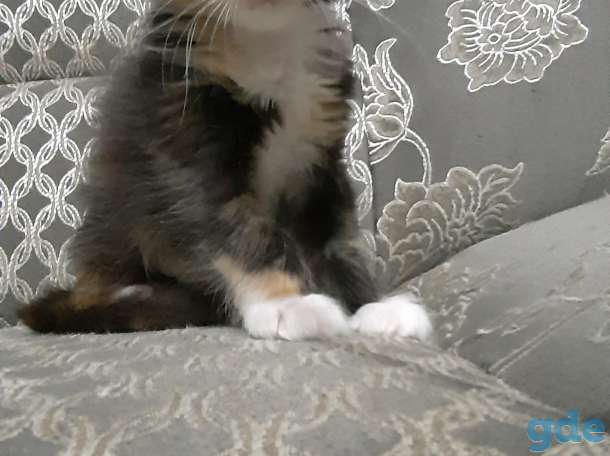 Котята Мейн-Кун, фотография 4