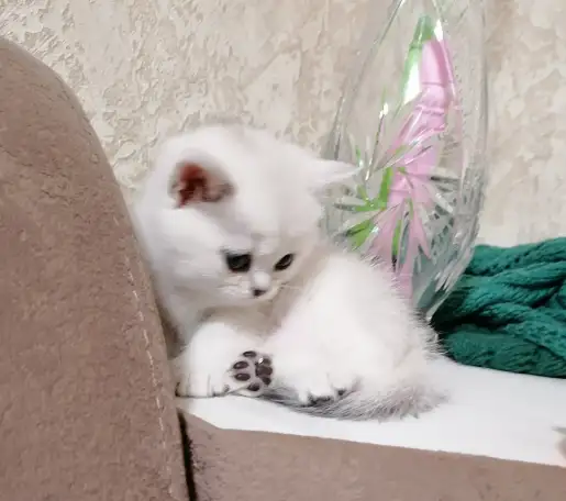 Британские котята окраса серебристая шиншилла, фотография 4