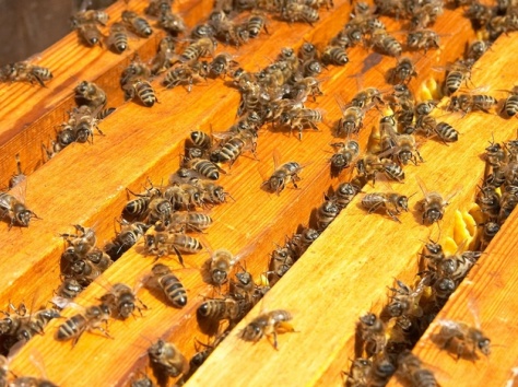 Продам: Ульи с пчелами,семьи,пчелосемьи, фотография 1