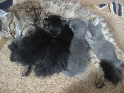 Котята сибирские.1 месяц, фотография 4