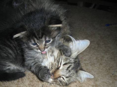 Котята сибирские.1 месяц, фотография 7