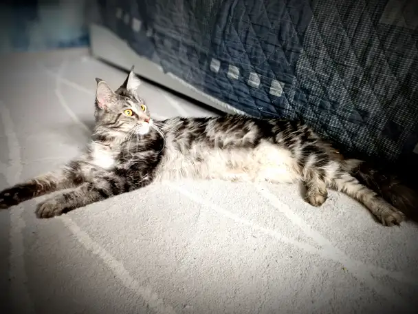 Котята Мейн-кун, фотография 12