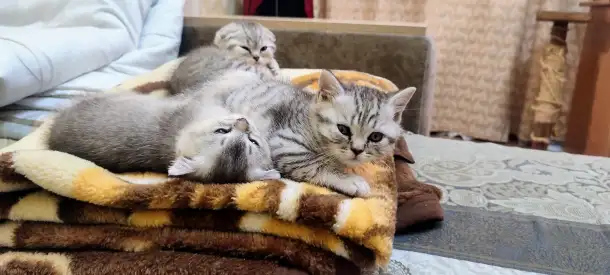 Шотландский котята, фотография 3