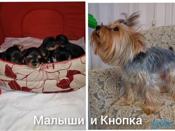 Продаются щенки девочки и мальчики йоркширского терьера, фотография 2