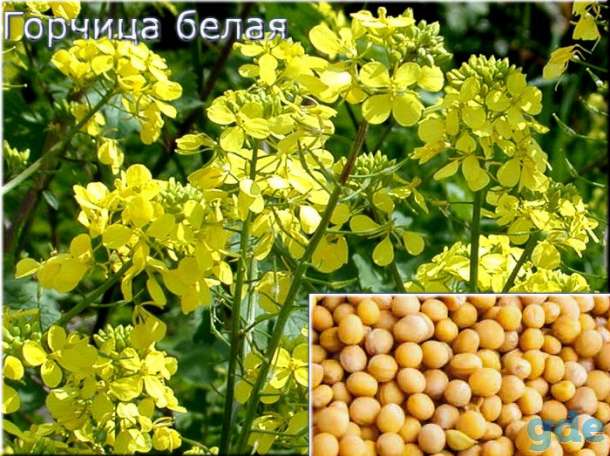 Горчица белая (Sinapis alba), фотография 1