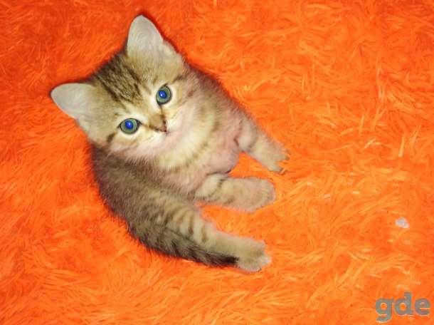 Красивые котята шотландские, фотография 2