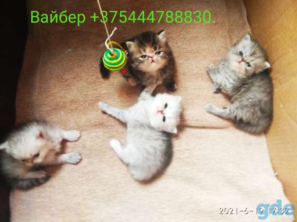 Персидские котята. Мальчики и девочка., фотография 1