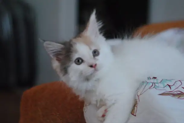 котенок мейн-кун, фотография 2