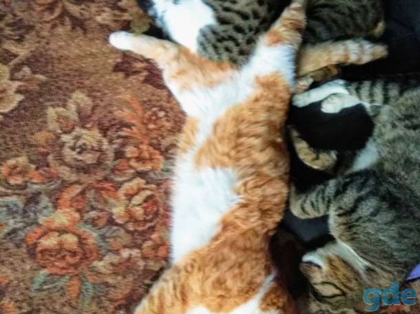 Котята в дар, фотография 1